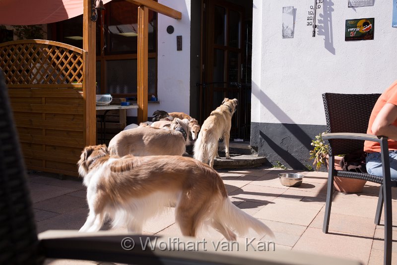0K2A5734.jpg - Terrasse mit Hunden ist sowieso viel schöner!