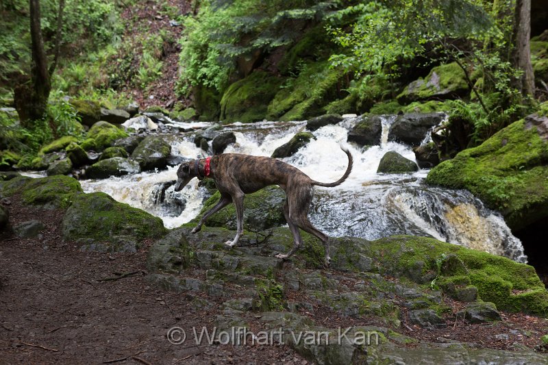 0K2A1837.jpg - 30.05.2016 Ravennaschlucht