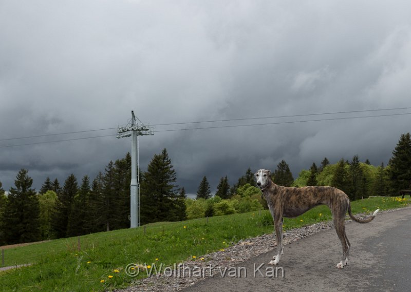 0K2A1904.jpg - 31.05.2016 Feldberg - Gela hatte es in der Nase, das Wetter war dann erst mal wieder bäh!