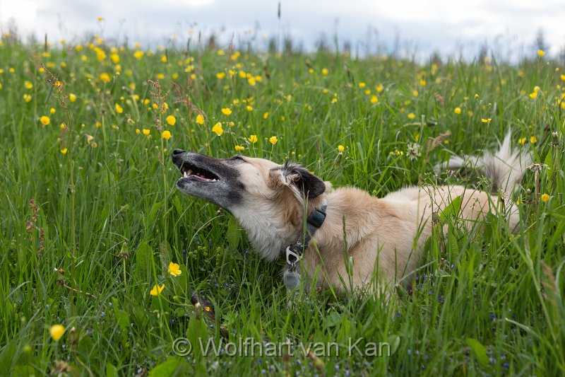 0K2A2373.jpg - 03.06.2016 Breitnau - Abendrunde, am nächsten Morgen ist Abreise!