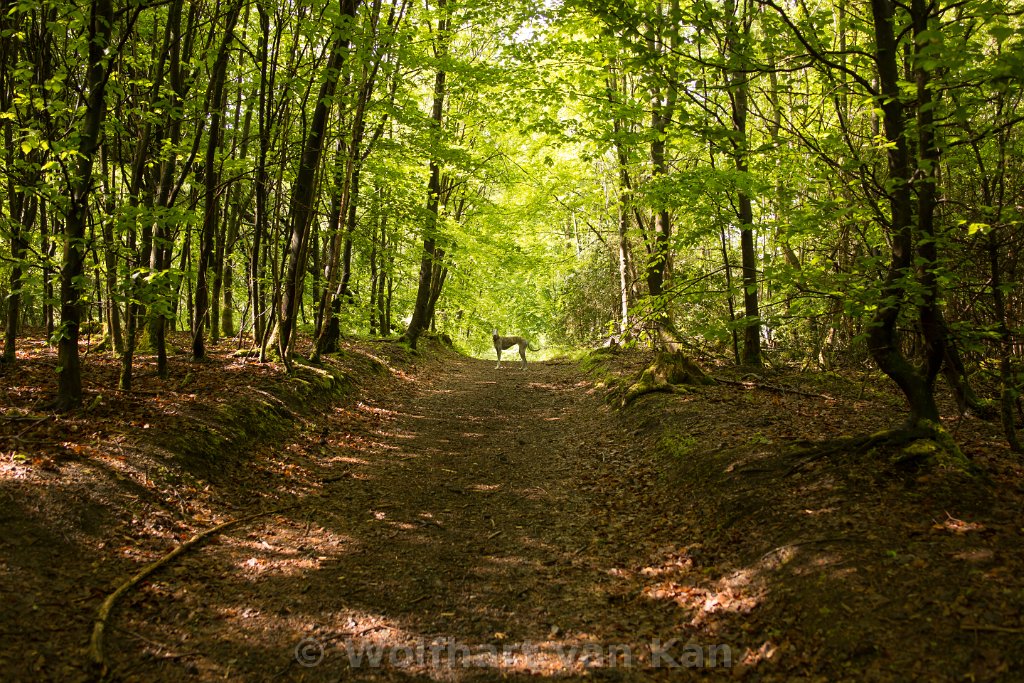 0K2A6605.jpg - Suchbild mit Gela